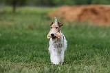 FOX TERRIER 666